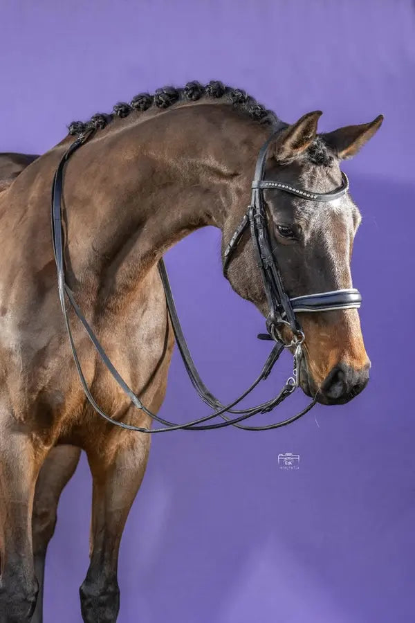 Originele portretfoto van het paard